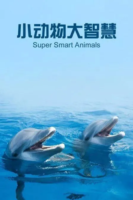 小动物大智慧net 网络资源