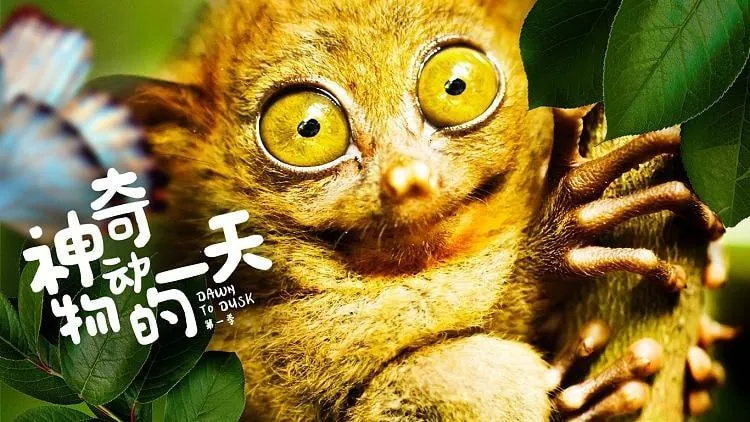 神奇动物的一天net 网络资源
